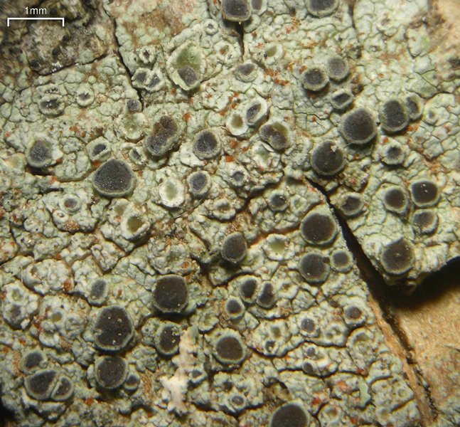 Rinodina granuligera