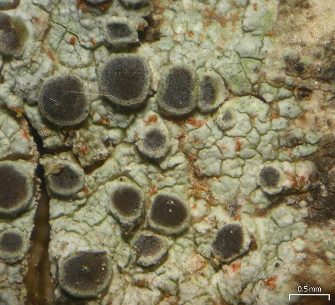 Rinodina granuligera