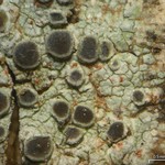 Rinodina granuligera