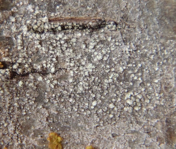 Rinodina griseosoralifera
