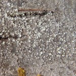 Rinodina griseosoralifera