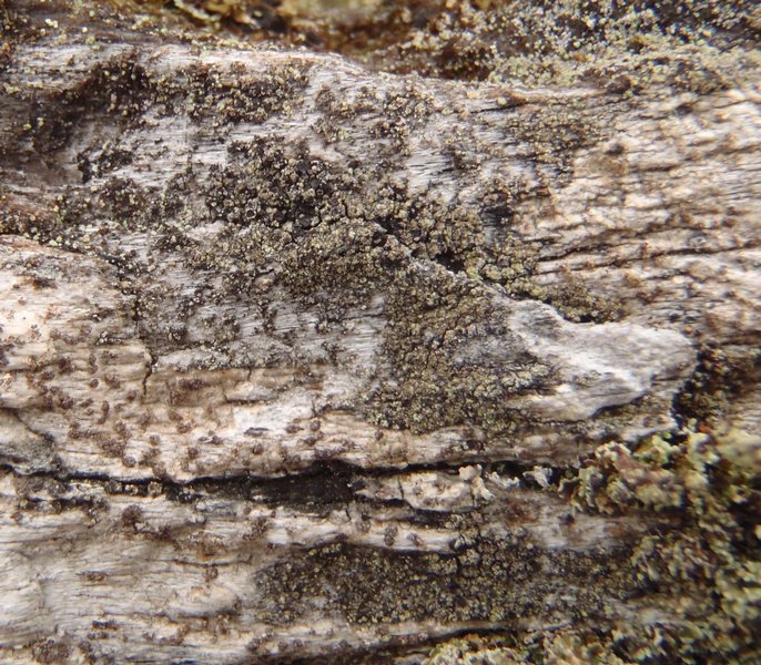 Rinodina griseosoralifera