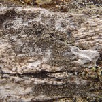 Rinodina griseosoralifera