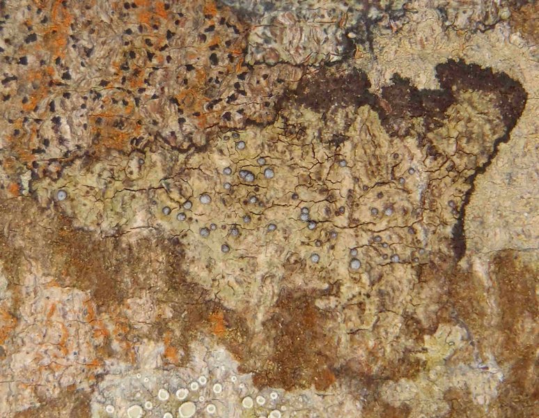 Rinodina hallii