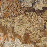 Rinodina hallii