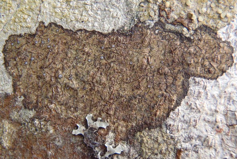 Rinodina hallii