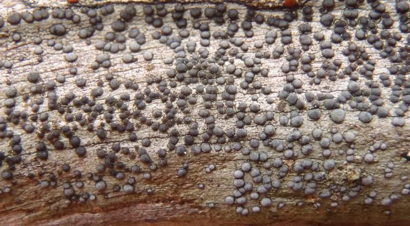 Rinodina herrei
