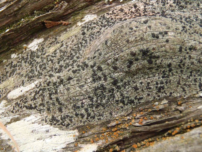 Rinodina herrei