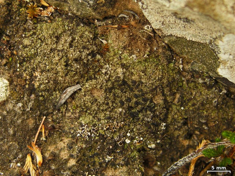 Rinodina intermedia