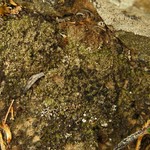 Rinodina intermedia
