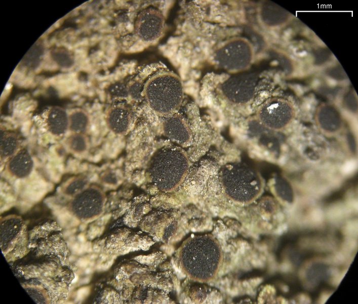 Rinodina intermedia