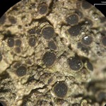 Rinodina intermedia