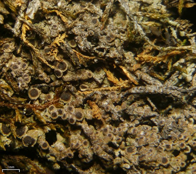 Rinodina intermedia