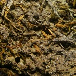 Rinodina intermedia