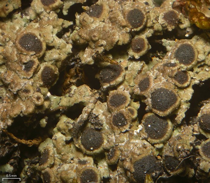 Rinodina intermedia