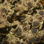 Rinodina intermedia
