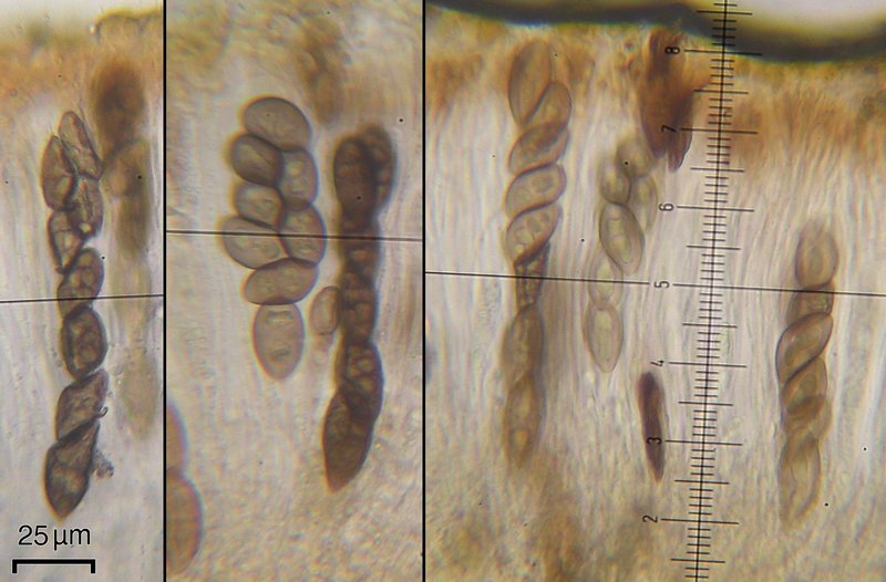 Rinodina intermedia