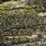 Rinodina juniperina