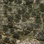 Rinodina juniperina