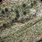 Rinodina juniperina