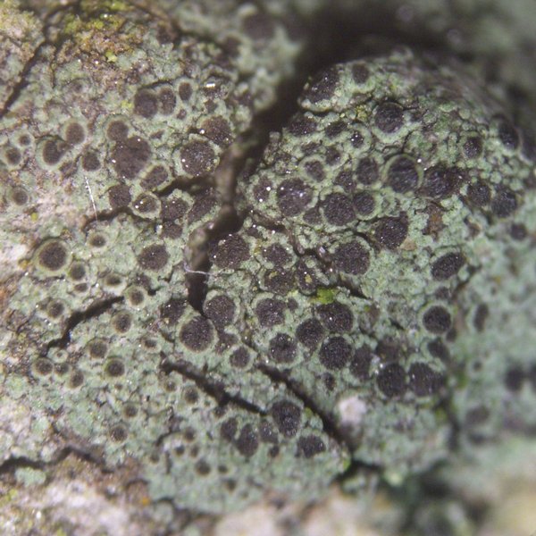 Rinodina laevigata
