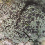 Rinodina laevigata