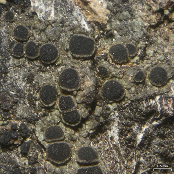 Rinodina laevigata
