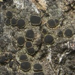 Rinodina laevigata