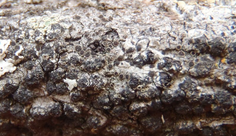 Rinodina laevigata