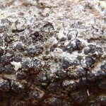 Rinodina laevigata