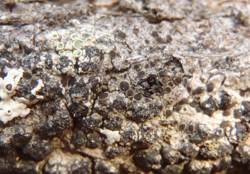 Rinodina laevigata