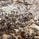 Rinodina laevigata