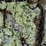 Rinodina lepida