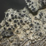 Rinodina lobulata