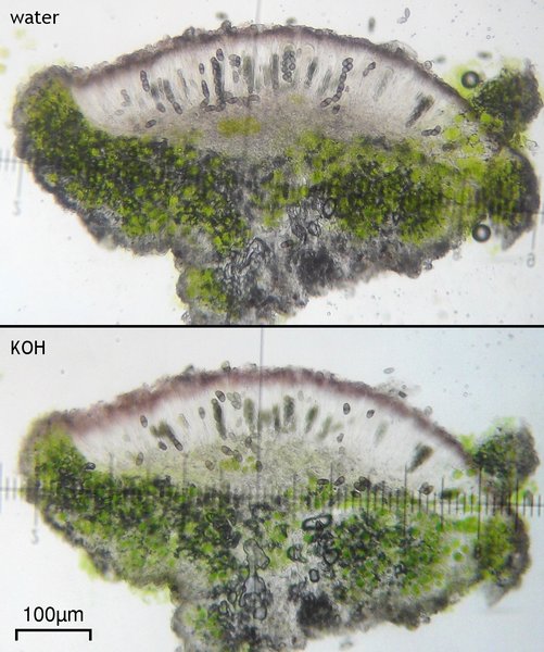 Rinodina lobulata