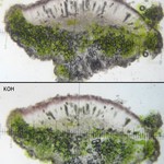 Rinodina lobulata