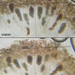 Rinodina lobulata
