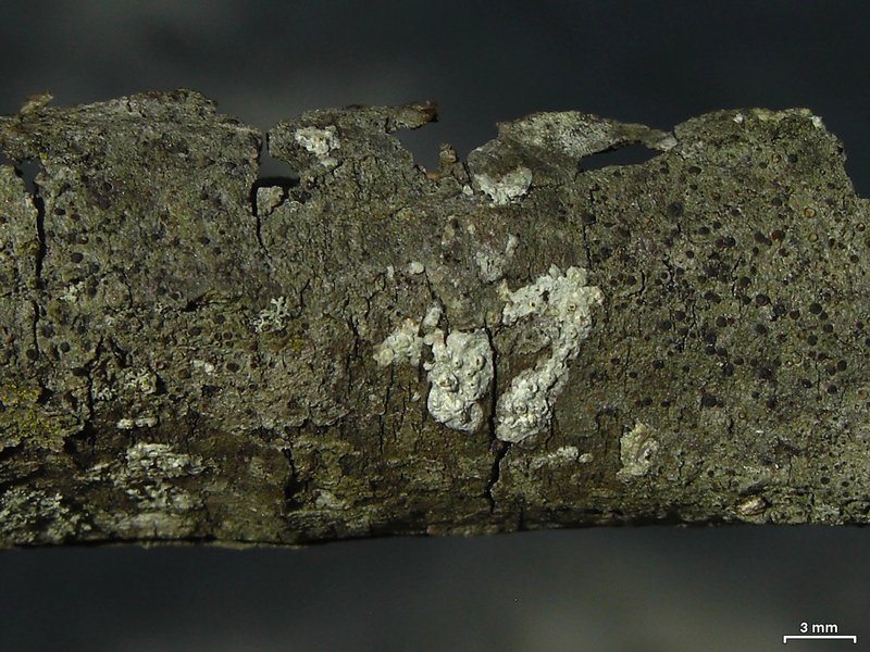Rinodina maculans