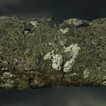 Rinodina maculans