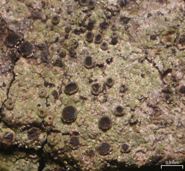 Rinodina maculans