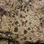 Rinodina maculans