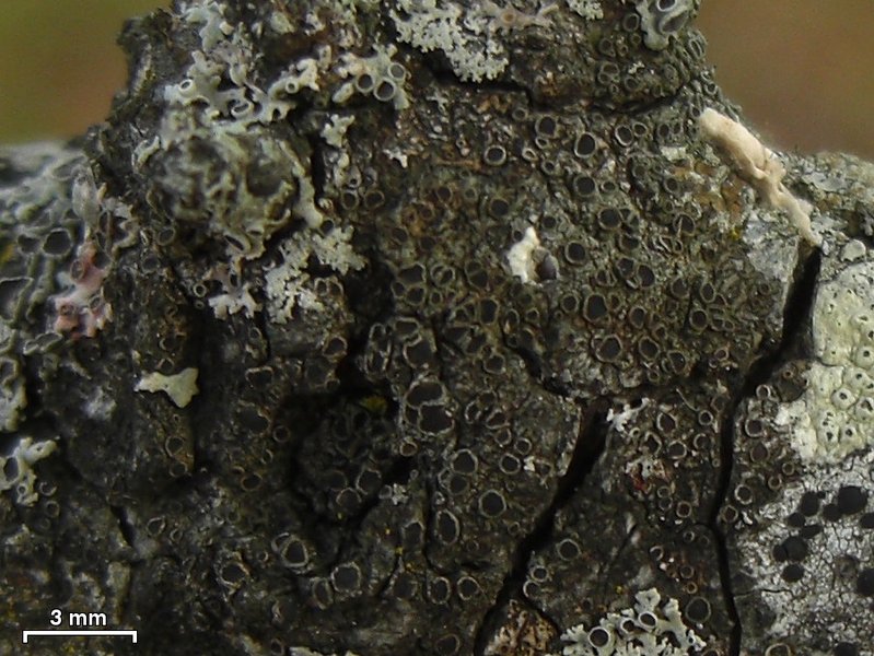Rinodina maculans