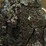 Rinodina maculans