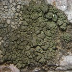 Rinodina milvina