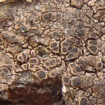 Rinodina milvina