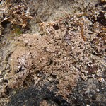 Rinodina mniaraea var. mniaraeiza