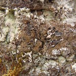 Rinodina mniaraea var. mniaraeiza