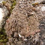 Rinodina mniaraea var. mniaraeiza