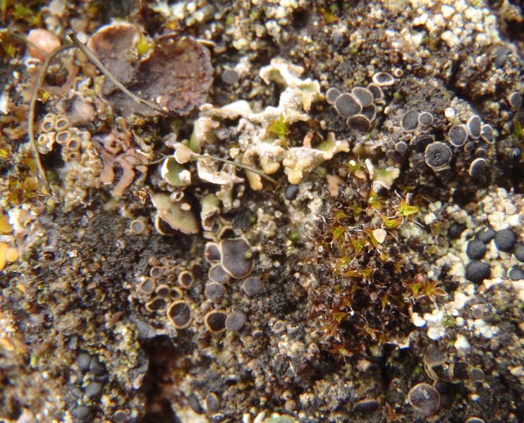 Rinodina mniaraea