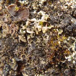 Rinodina mniaraea